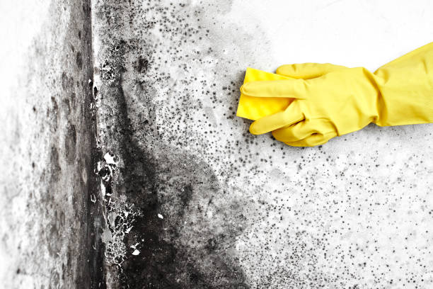 Best Emergency Mold Removal  in Woodside, CA