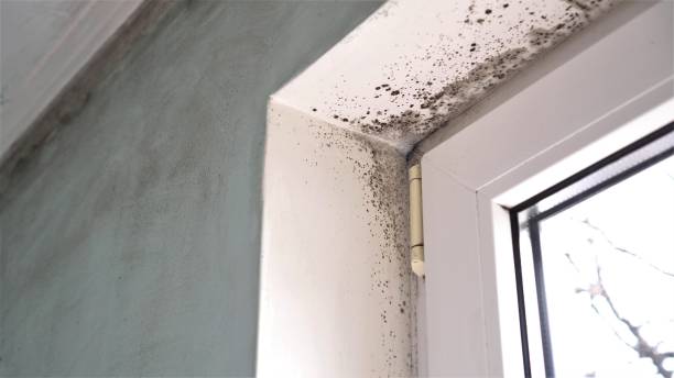 Best Mold Remediation Experts  in Woodside, CA