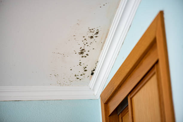 Best Water Damage Restoration  in Woodside, CA