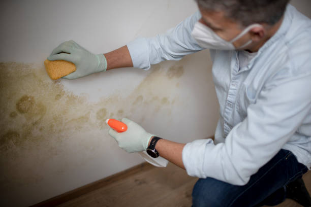 Best Mold Remediation  in Woodside, CA