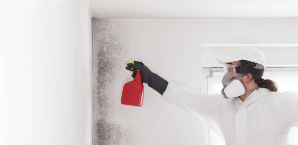 Best Residential Mold Removal  in Woodside, CA