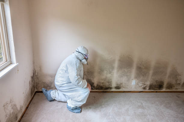 Best Mold Removal Company Near Me  in Woodside, CA