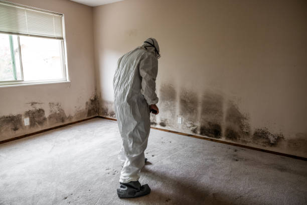 Best Local Mold Removal Service  in Woodside, CA