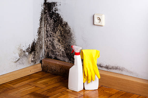 Mold Removal Process in Woodside, CA
