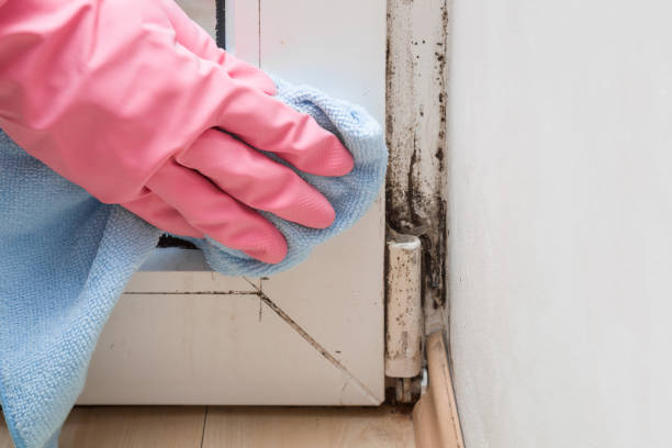 Reliable Woodside, CA Mold Removal Solutions
