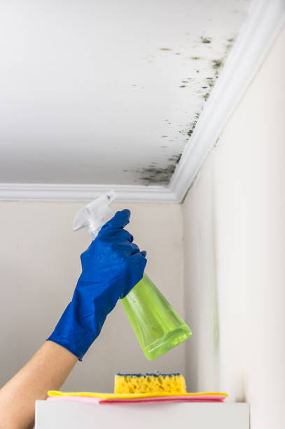 Best Mold Remediation  in Woodside, CA