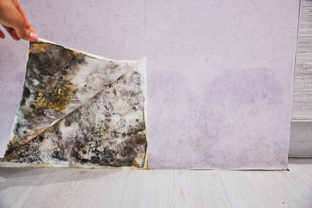 Best Mold Testing  in Woodside, CA